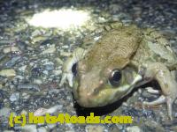 /home//u458753944/public_html/sourcegallery////Roxborough Toad Detour/2013-2019/2013/2013-05-08/P1120353.JPG